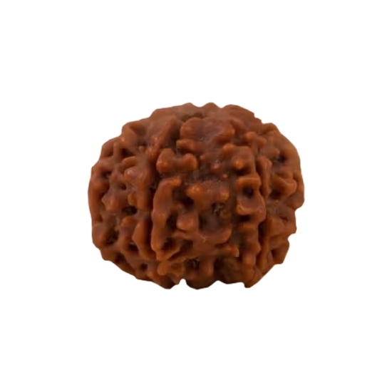 Authentic Isha Shanmukhi Rudraksha