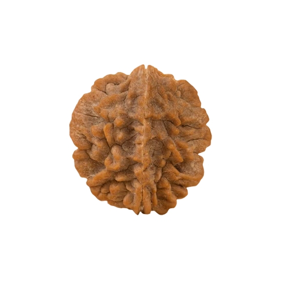 Authentic Isha Dwimukhi Rudraksha bead. Consecrated at Dhyanalinga